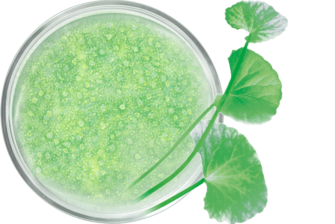 Plante médicinale°